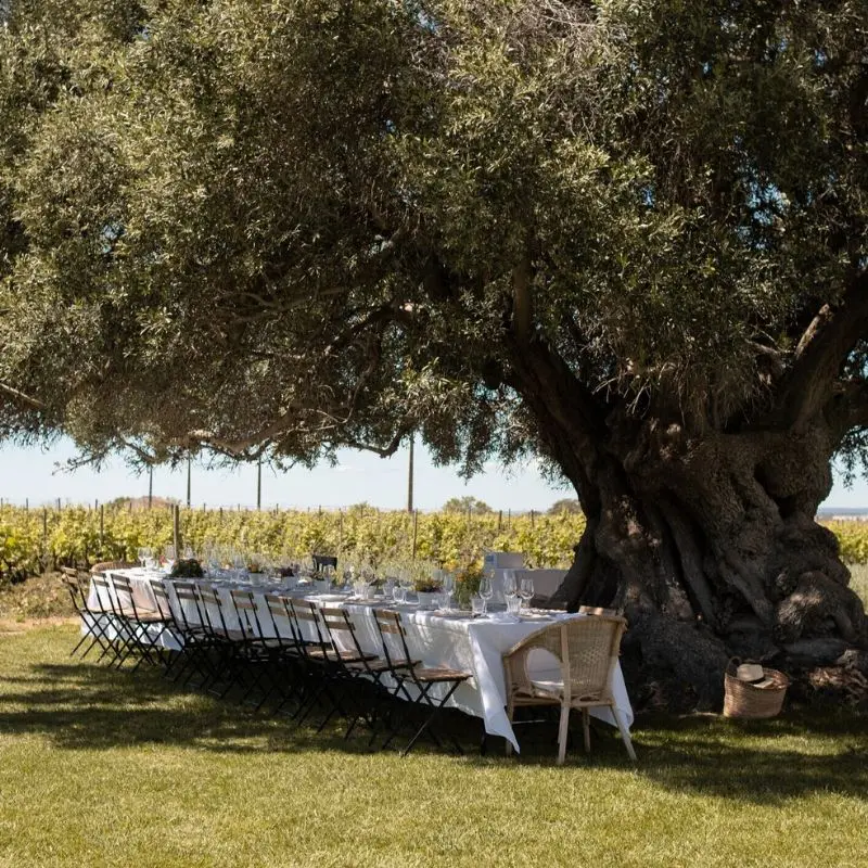 Long Dining Table Outside Under Tree 