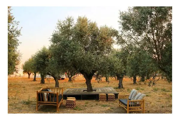 Torre de Palma Wine Hotel olive grove lounge