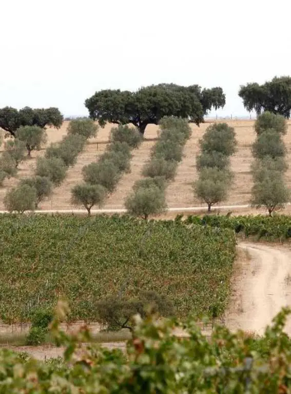 Wine Hotels Portugal Herdade da Malhadinha Nova
