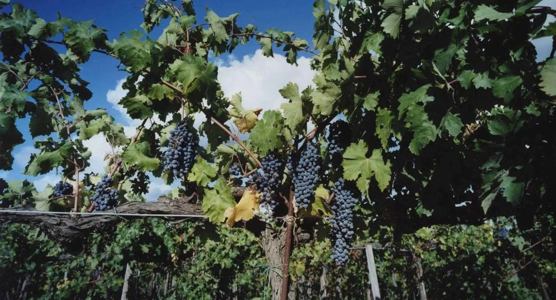 Best Tuscan Wineries