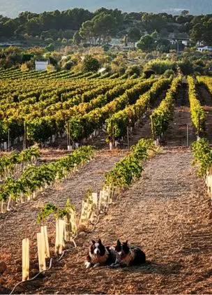 Wineries In Mallorca Can Pizà Boutique Winery