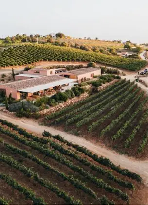 View over vineyard 