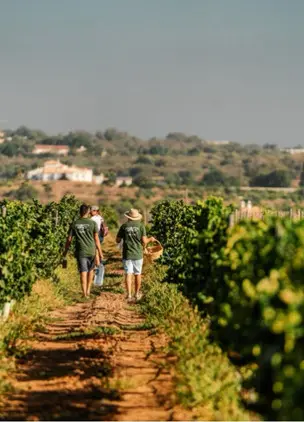 People Walking in Vineyard