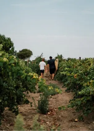 People walking through vineyard rows under open sky