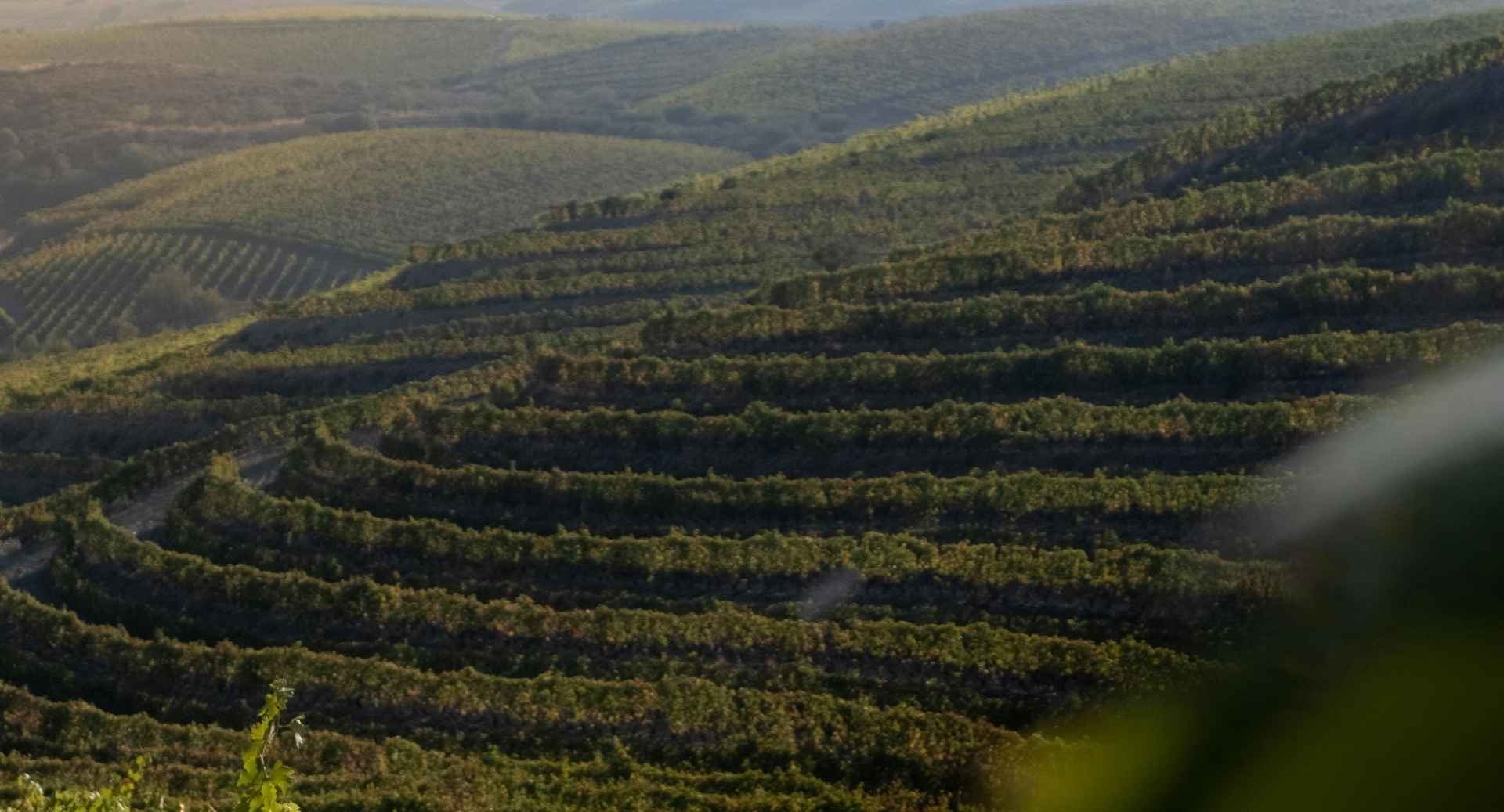 Best AirBnBs in North Portugal