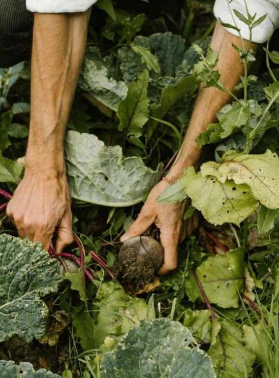 Eco Hotels in Europe Agriturismo I Pini