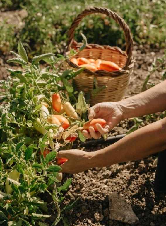 Farm To Table Hotels In Italy Susafa