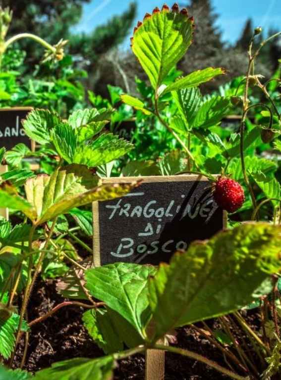 Hotels in the Italian Alps Hotel Ciasa Salares