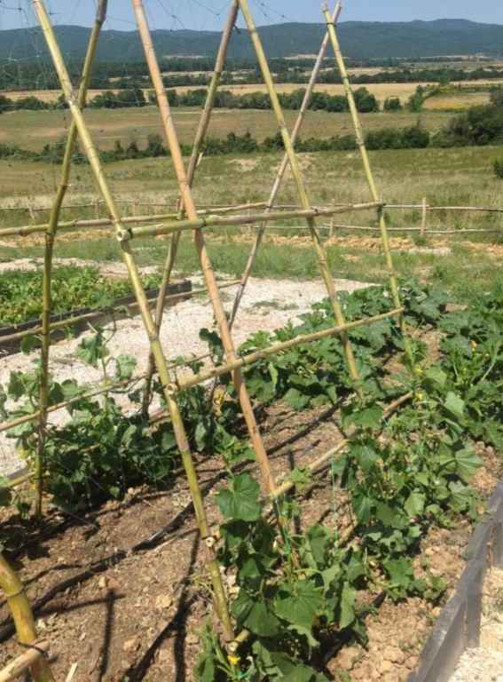 Wine Hotels Italy Wine Resort Conti di San Bonifacio