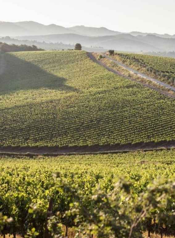 Wine Hotels Italy Wine Resort Dievole