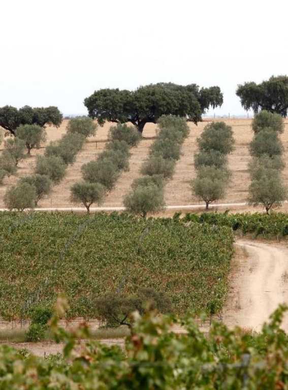 Wine Hotels Portugal Herdade da Malhadinha Nova