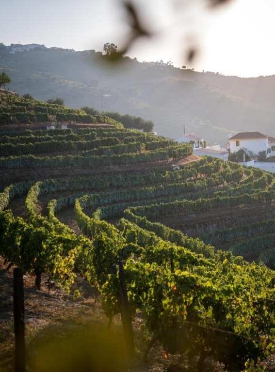 Wine Hotels Portugal Quinta da Côrte