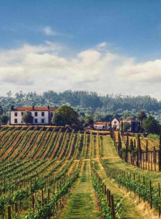 Wine Hotels Portugal Terra Rosa Country House & Vineyards