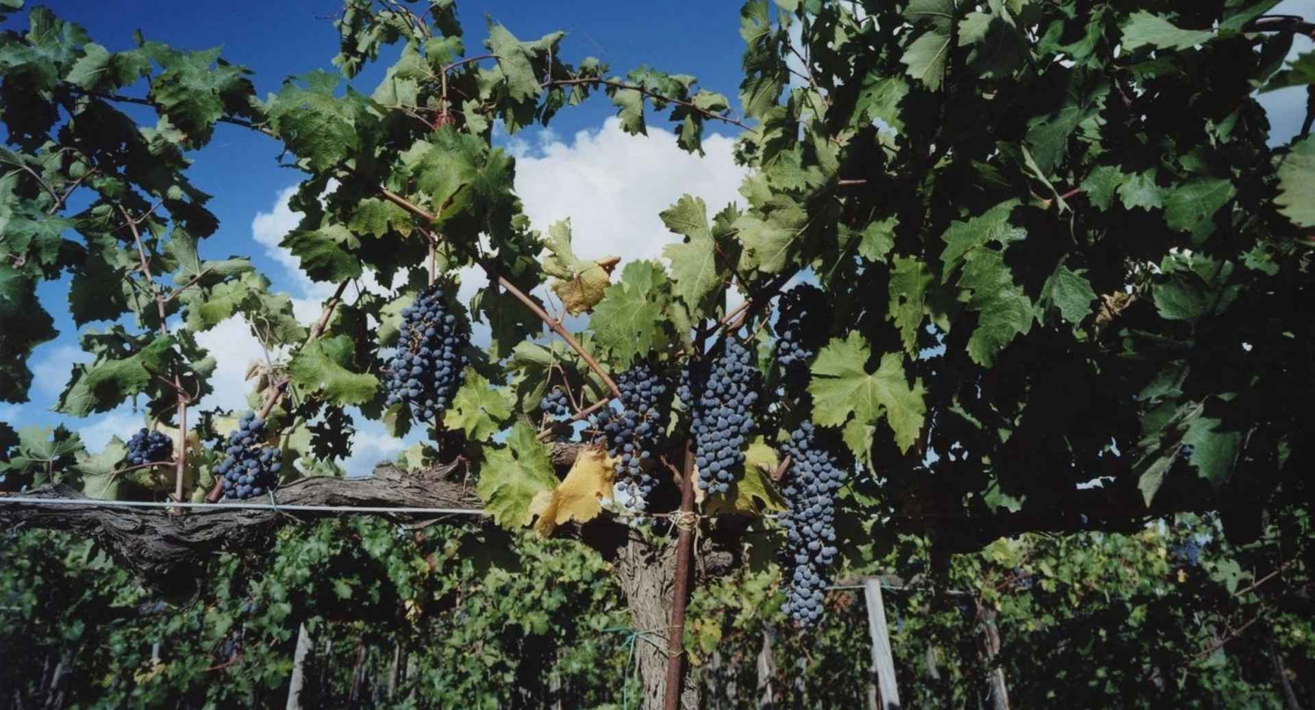 Best Tuscan Wineries