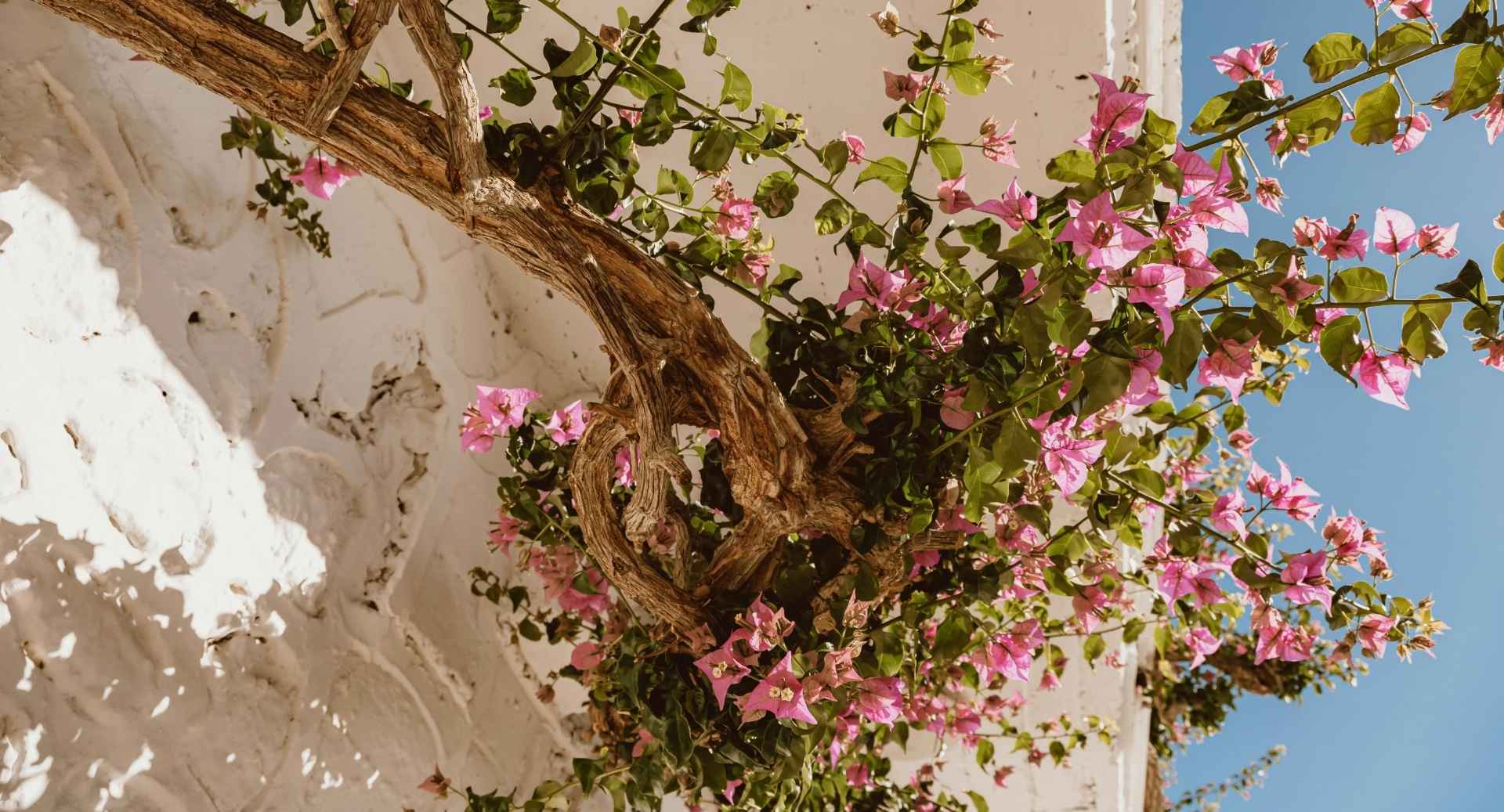 Restaurants In Paros