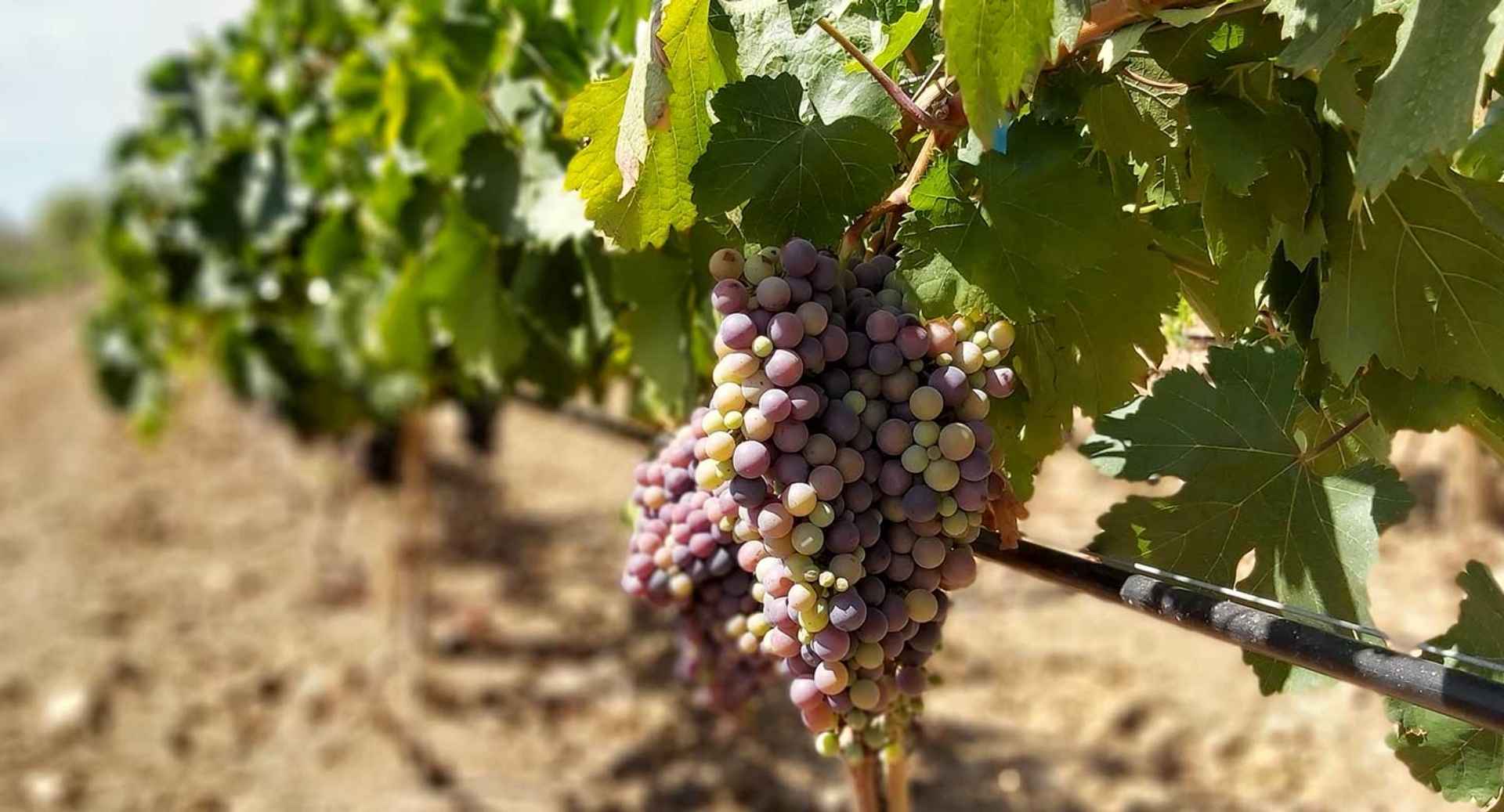 Wineries In Mallorca