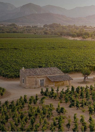 Wineries In Mallorca Bodegas Ribas 