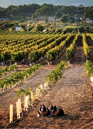 Wineries In Mallorca Can Pizà Boutique Winery