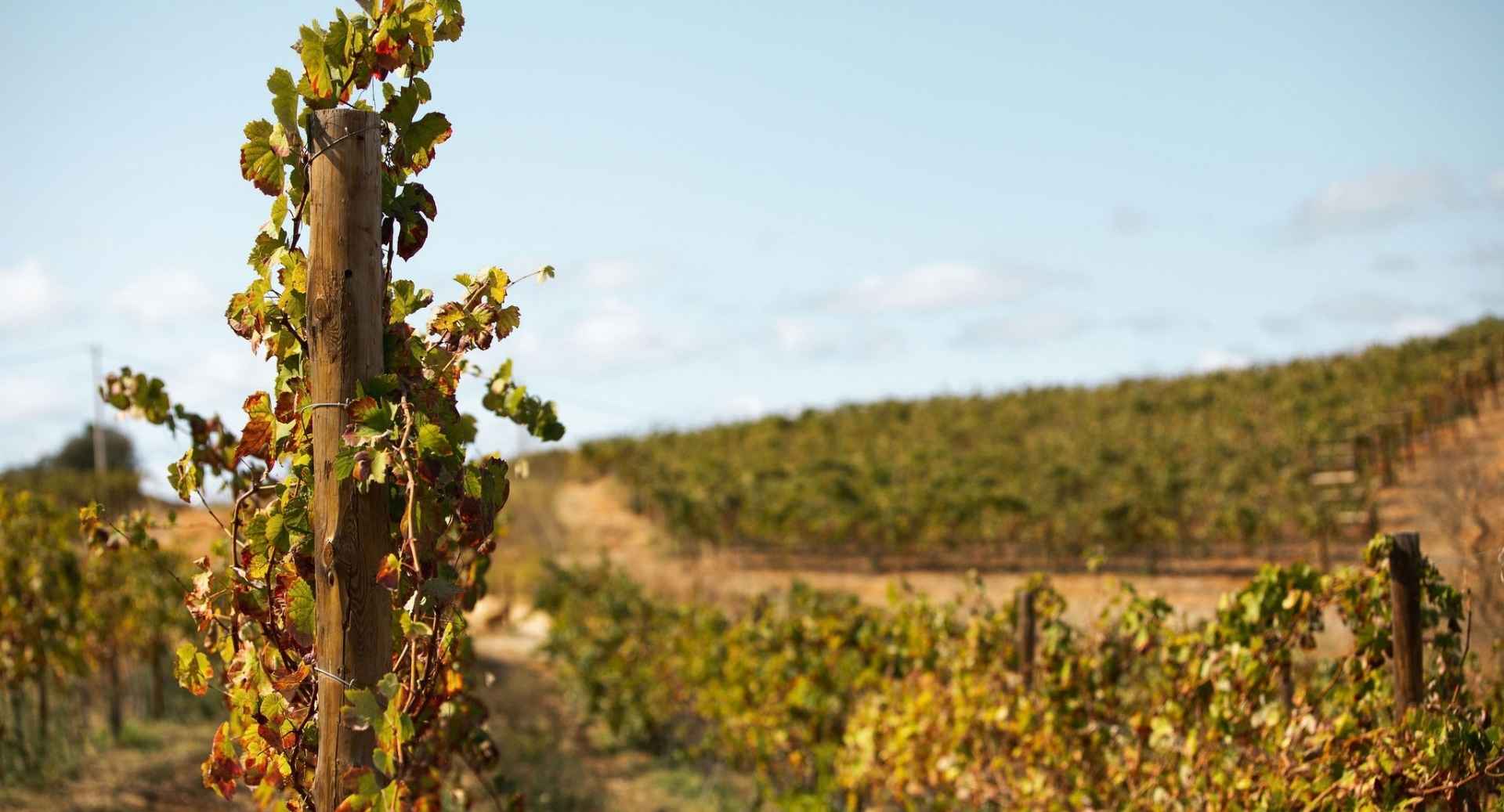 Wineries In The Algarve