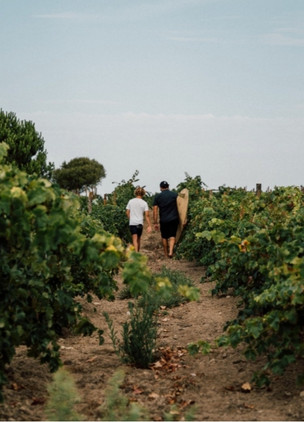 Wineries Near Lisbon Haja Cortezia Wines