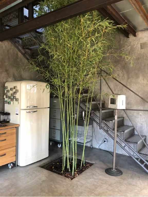 Retiro Park Industrial House, Kitchen, indoor plant